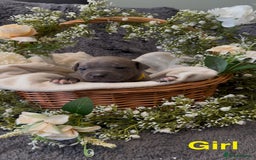Staffordshire Bull Terrier dogs for sale: Stunning Staff Puppies  - Image 18