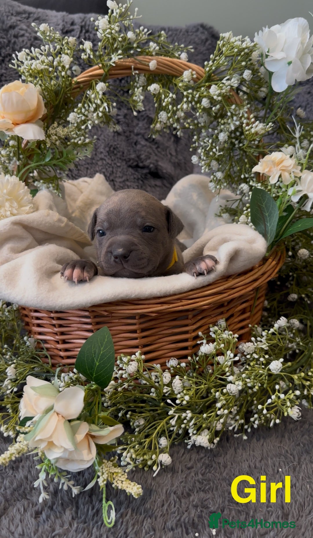 Staffordshire Bull Terrier dogs for sale: Stunning Staff Puppies  - Image 18