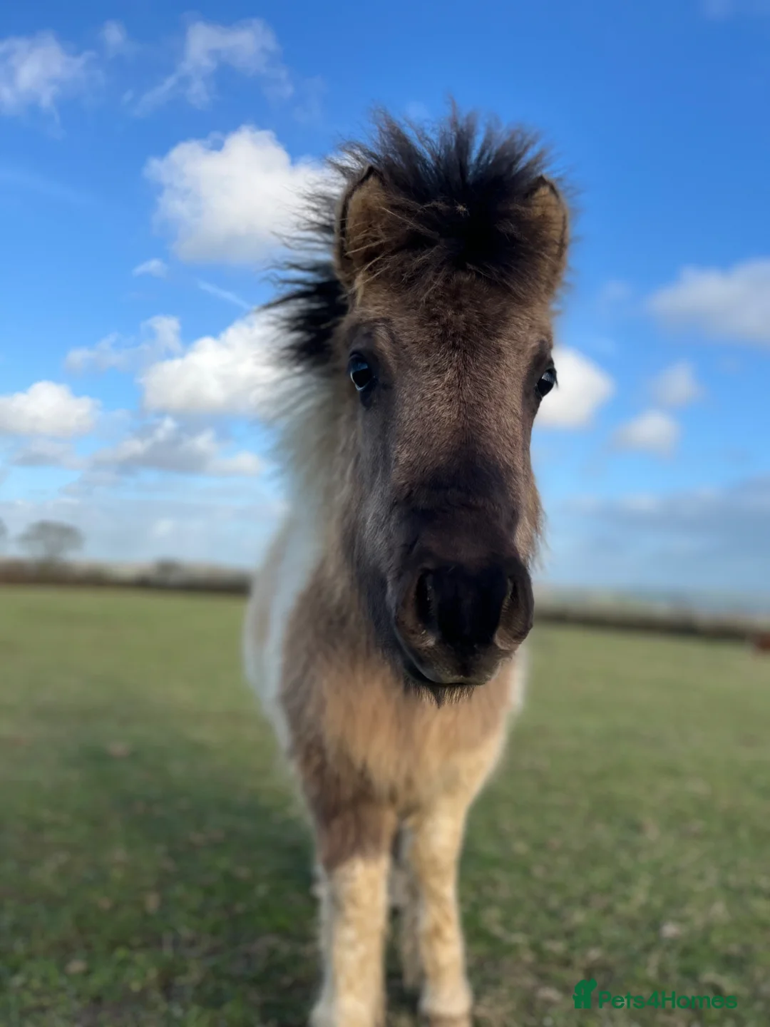 Shetland pony horses for sale: 11 month old dun and white gelding- Shetland X  - Advert 2