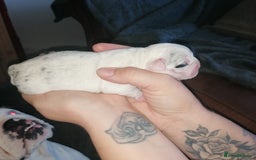 Mixed Breed dogs for sale: Bulldog x Mini Dachund - Image 9