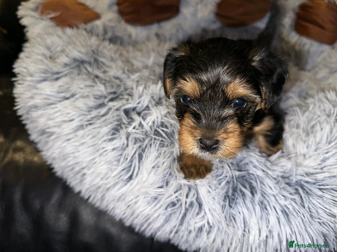 Yorkshire Terrier dogs for sale: 💕🐾Adorable PEDIGREE YORKSHIRE TERRIER Pups🐾💕  - Image 21