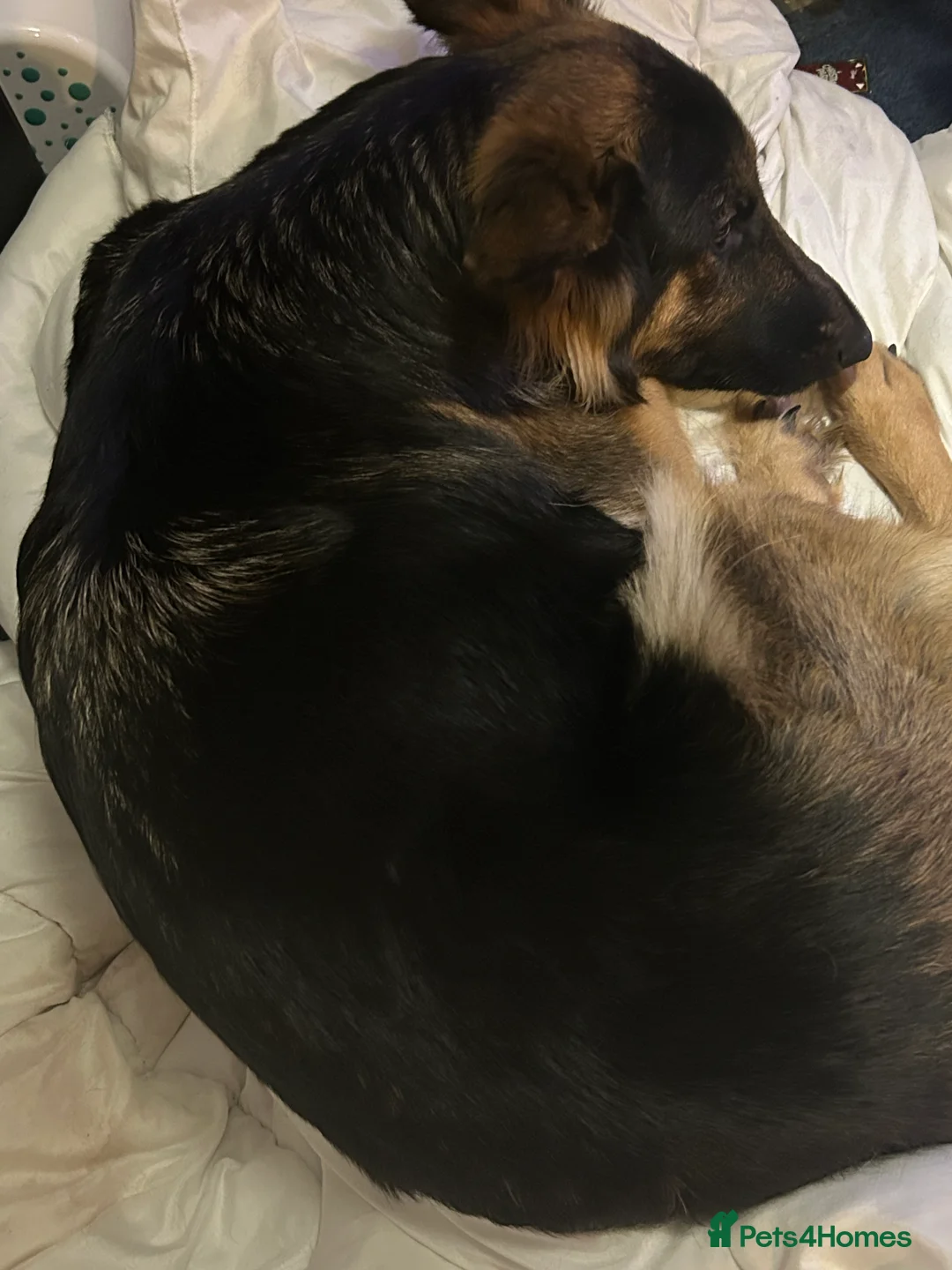 German Shepherd dogs for sale: Beautiful German shepherd puppies for sale - Advert 3