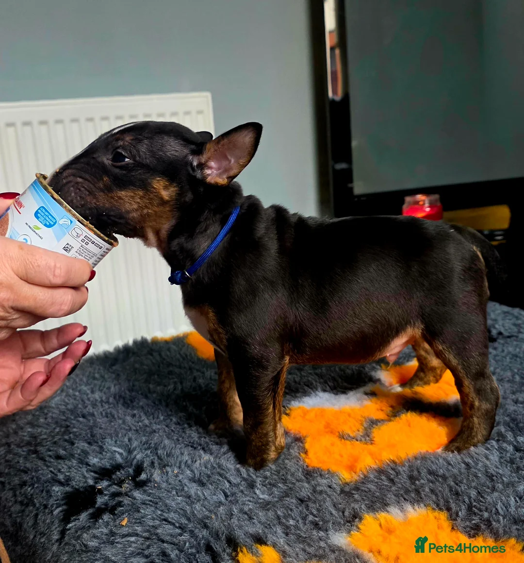 Miniature Bull terrier dogs for sale: MinatureBullTerrier Pups HealthTested TopPedigree in Preston - Advert 8