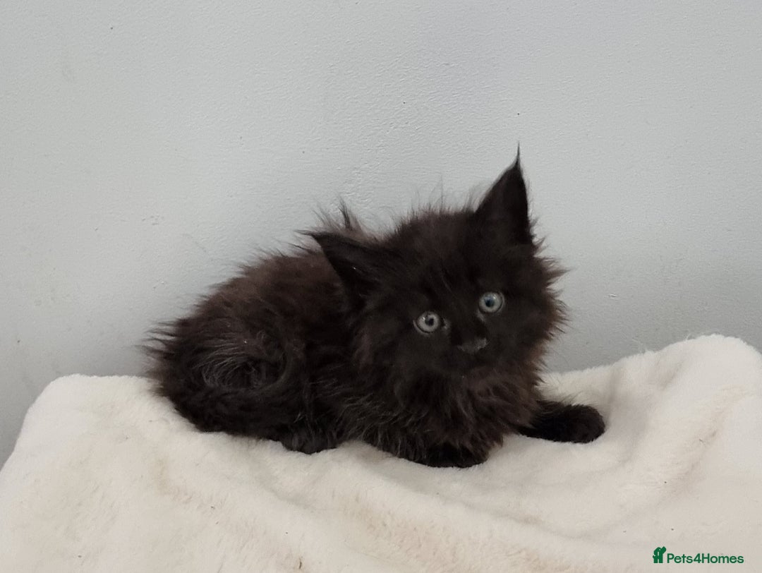 Maine Coon cats for sale: Pedigree Maine Coon Kittens for sale  - Advert 11