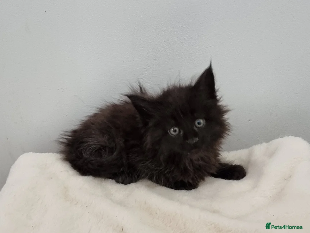 Maine Coon cats for sale: Pedigree Maine Coon Kittens for sale  - Advert 11