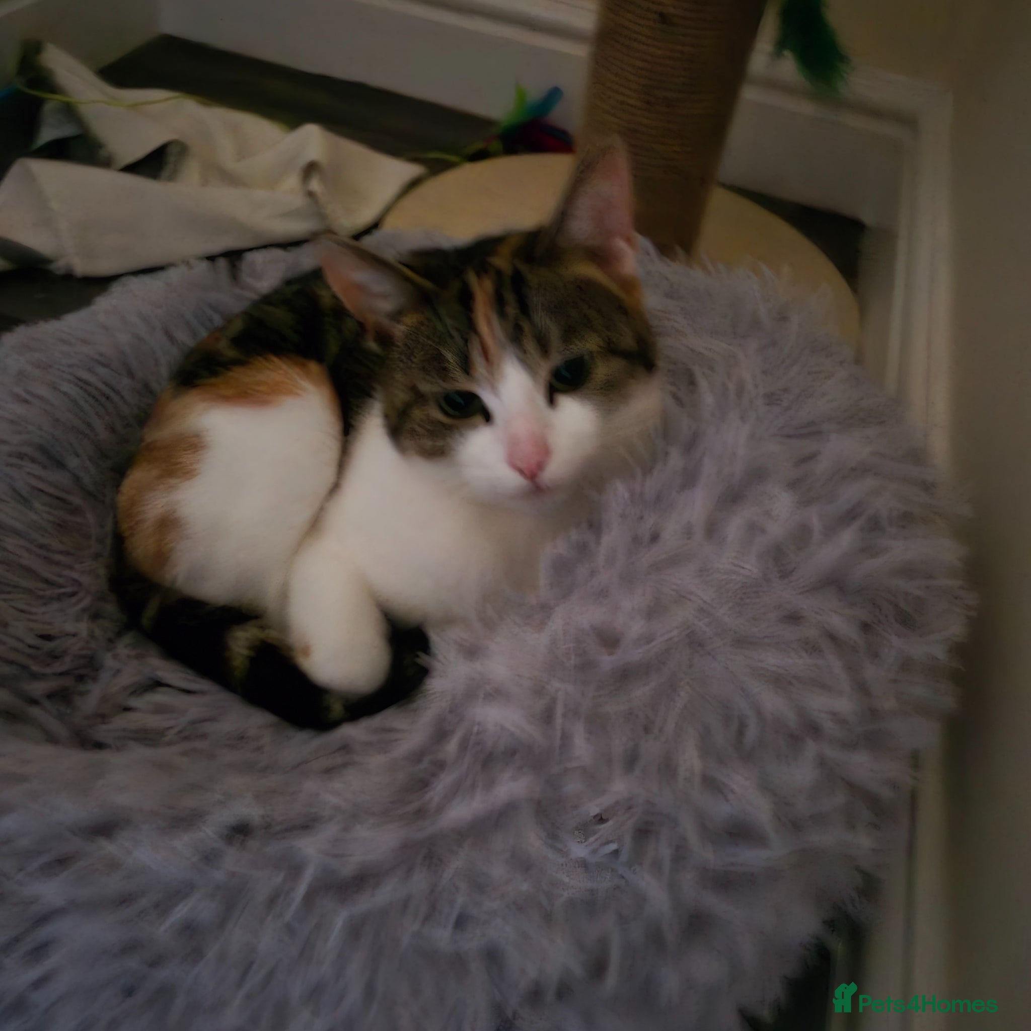 Domestic Shorthair cats Adorable and Sweet Female Cat - Advert 8