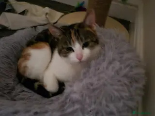 Domestic Shorthair cats Adorable and Sweet Female Cat - Advert 8