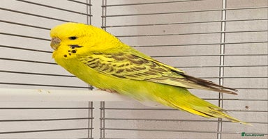 Budgerigars birds - Advert 4