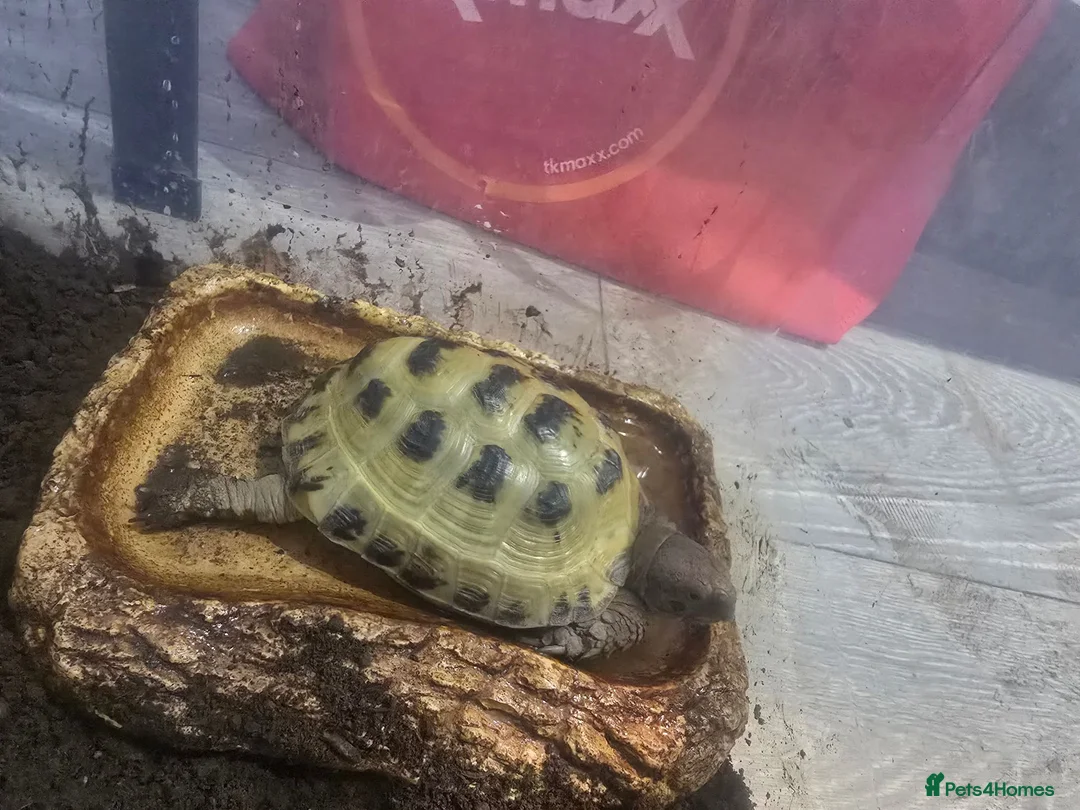 Tortoise reptiles for sale: Horsefield Tortoise Male 6 Year Old  in Doncaster - Advert 1