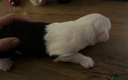 Old English Sheepdog dogs for sale: Kennel Club Reg Old English Sheepdog Puppies - Image 15