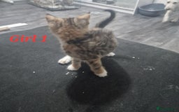 Mixed Breed cats for sale: Beautiful kittens for sale - Image 10