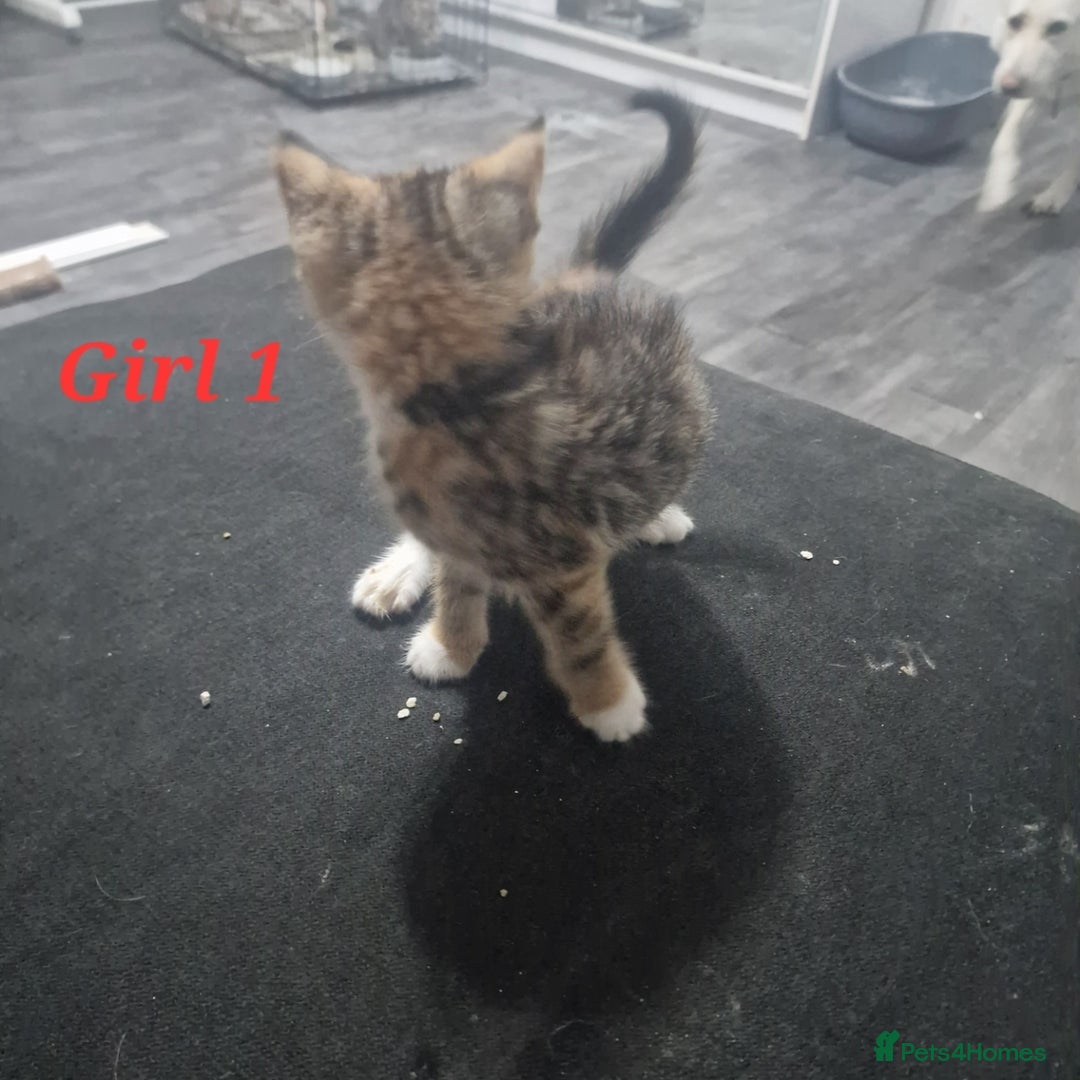 Mixed Breed cats for sale: Beautiful kittens for sale - Image 10