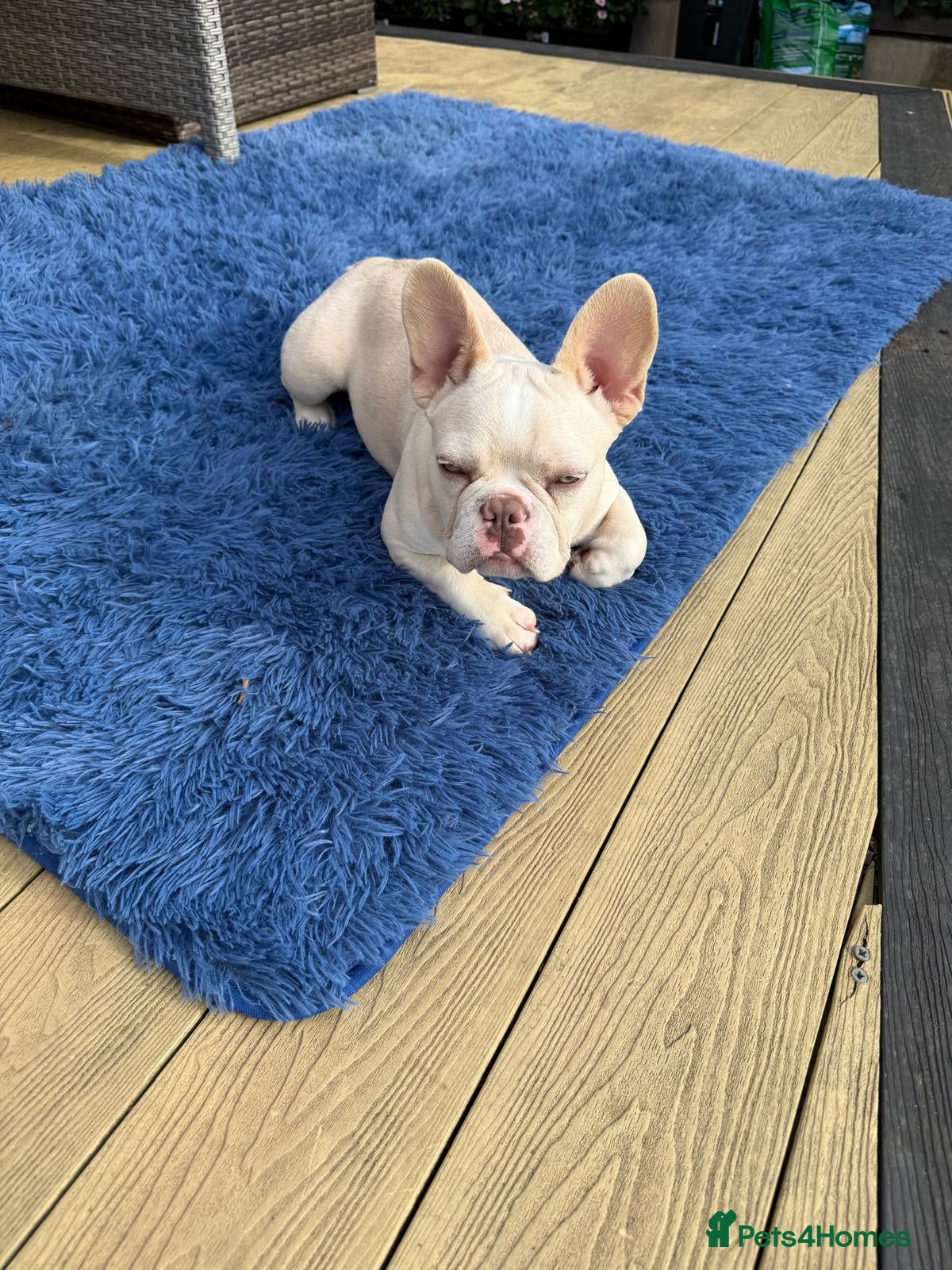 French Bulldog dogs Beautiful New Shade Isabella French Bulldog Puppy  - Advert 14