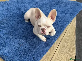 French Bulldog dogs Beautiful New Shade Isabella French Bulldog Puppy - Advert 15