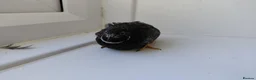 Quail poultry for sale: 2 Button/King/chinese painted quail 2 males - Advert 3