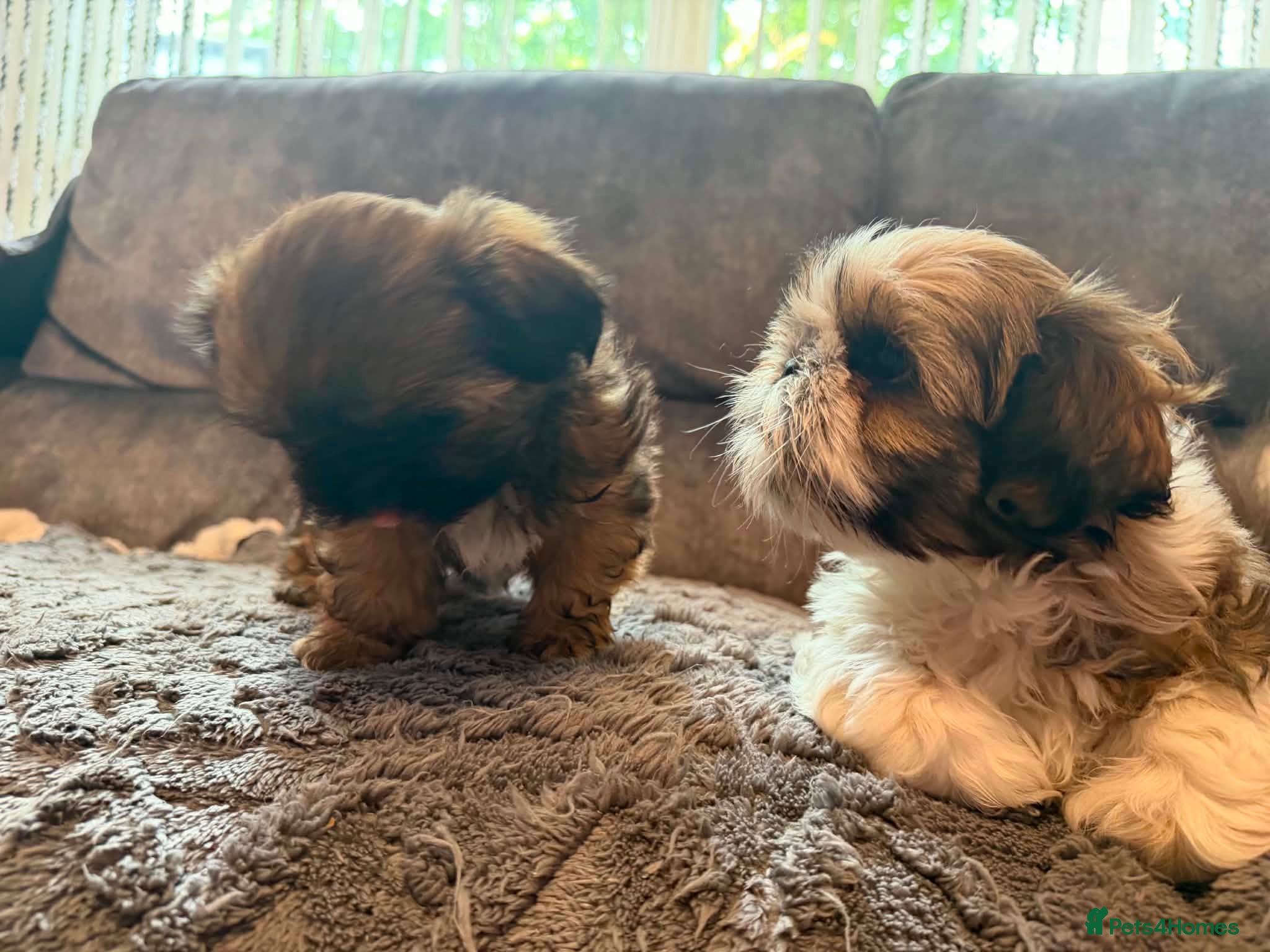 Shih Tzu dogs Beautiful Shihtzu Puppy’s BoYs leFt - Advert 1