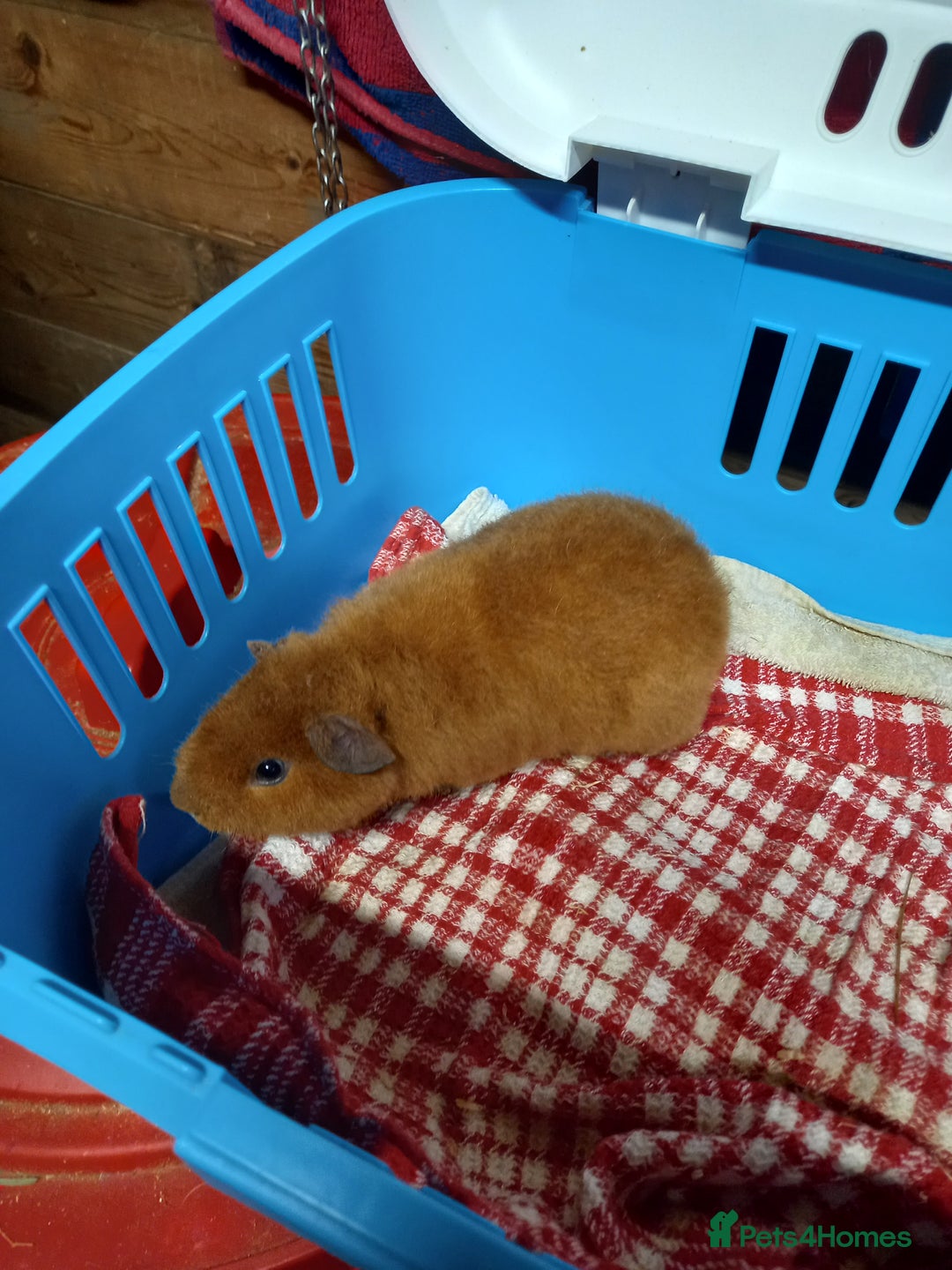 Guinea Pig rodents for sale: Teddy baby guinea-pigs  - Advert 6