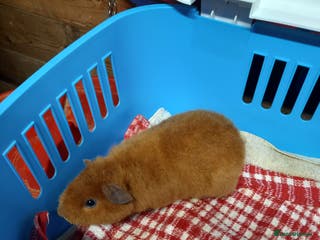 Guinea Pig rodents Teddy baby guinea-pigs - Advert 6