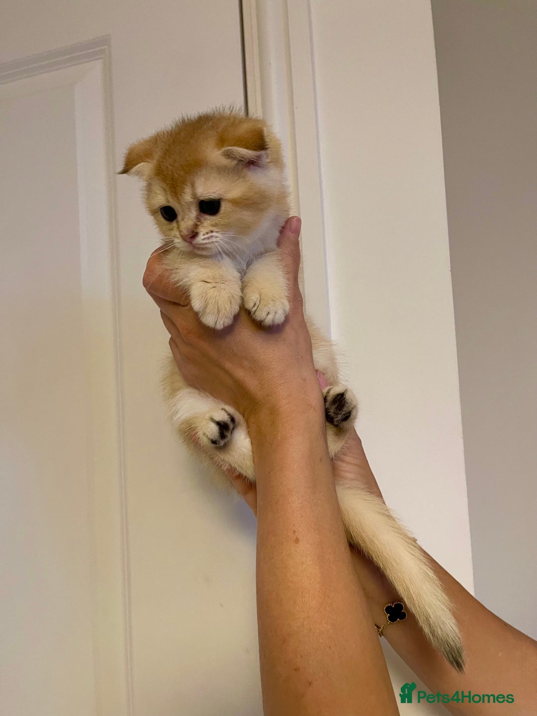 Scottish Fold cats for sale: LUXURY GOLDEN CHINCHILLA SCOTTISH FOLD KITTENS  - Image 5