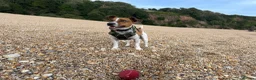 Jack Russell dogs for stud: Jack Russell stud available - Advert 4