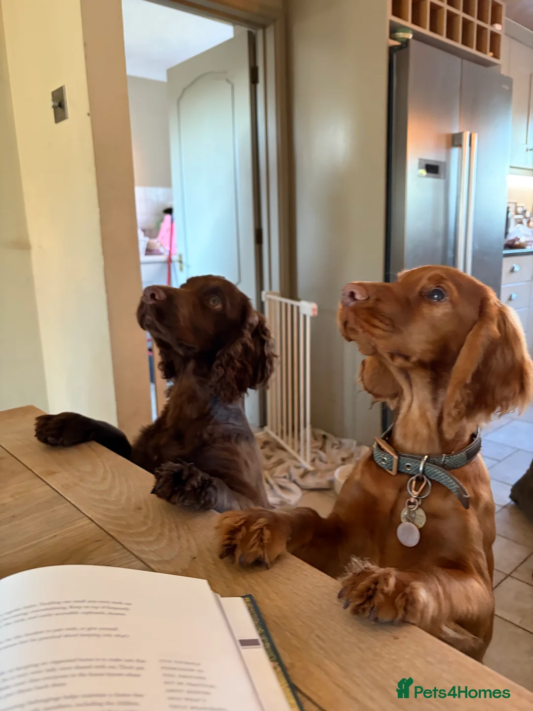 Cocker Spaniel dogs for sale: Beautiful boy remaining Cocker Spaniel Puppies  - Advert 4