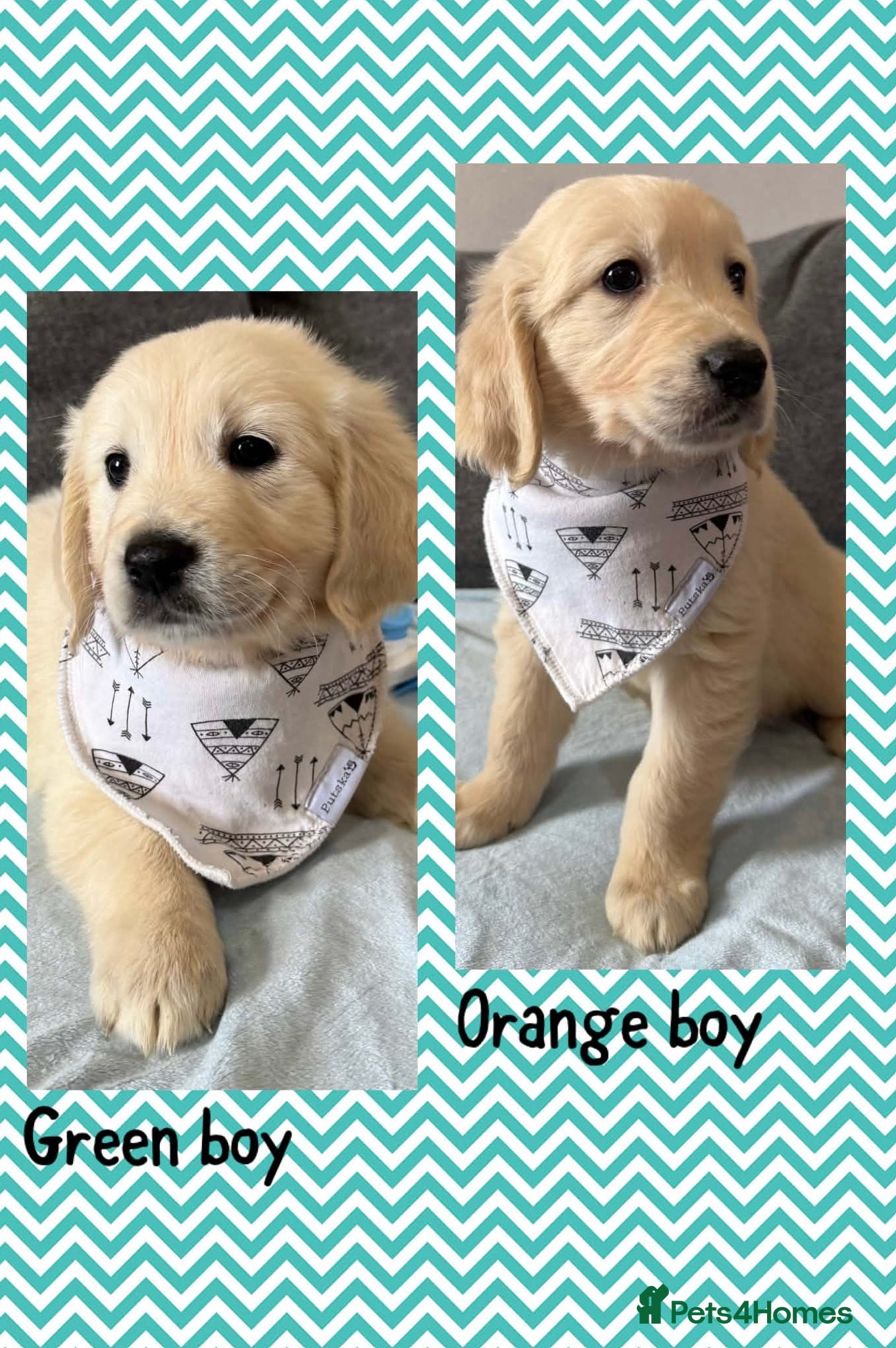 Golden Retriever dogs Beautiful Golden retriever Pups Show line KC Reg - Advert 5