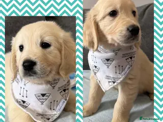 Golden Retriever dogs Beautiful Golden retriever Pups Show line KC Reg - Advert 1