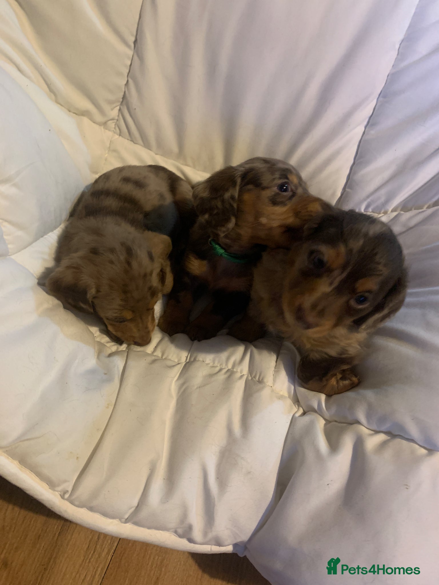 Dachshund dogs Miniature dachshund puppies 3 BOYS - Advert 6