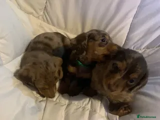 Dachshund dogs Miniature dachshund puppies 3 BOYS - Advert 6