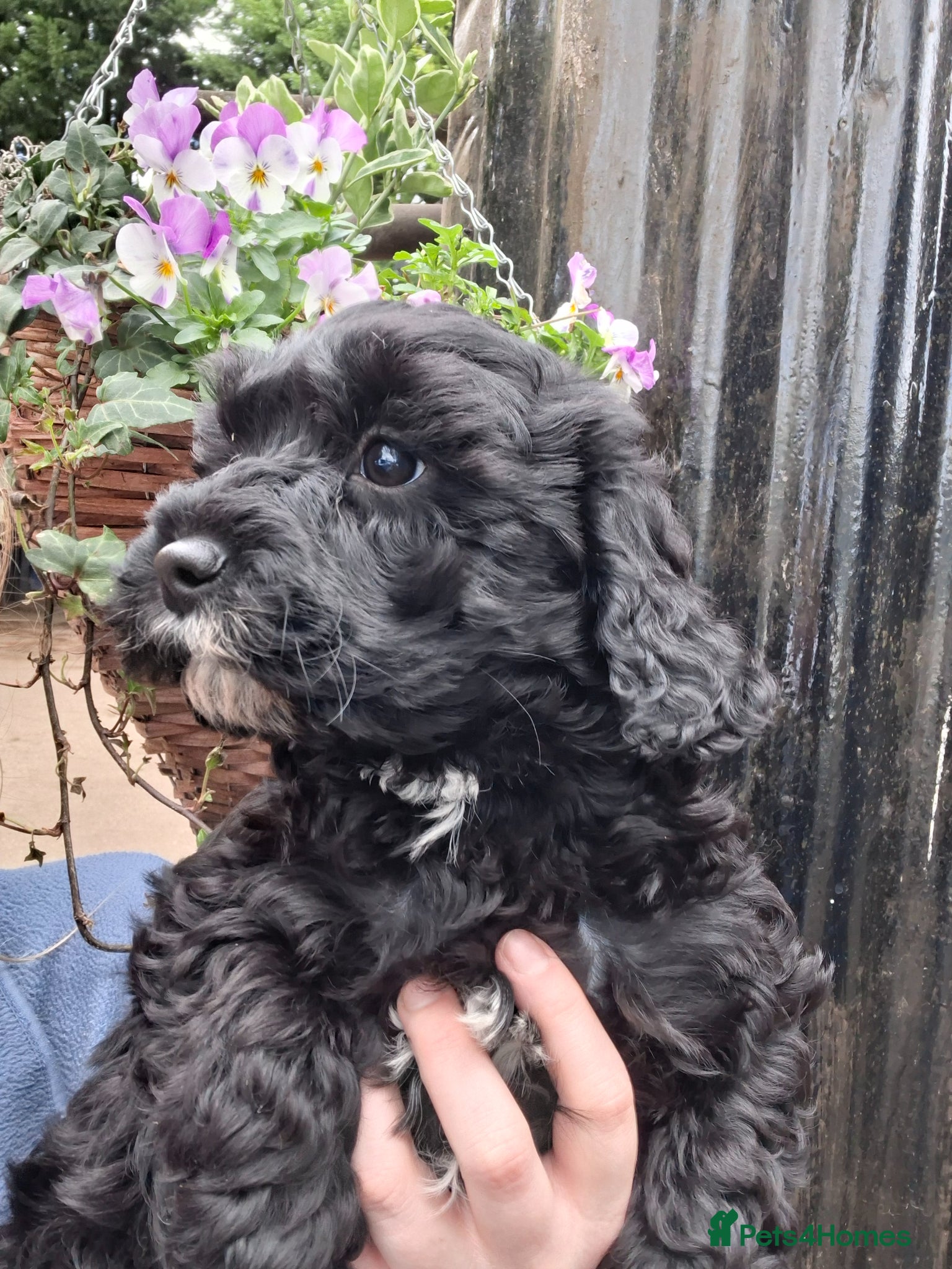 Cavapoo dogs Gorgeous f1 cavapoos - 1 girl left - Advert 13