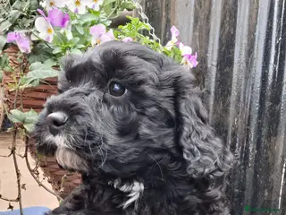 Cavapoo dogs Gorgeous f1 cavapoos - 1 girl left - Advert 13