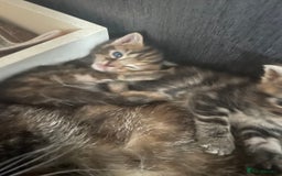 Mixed Breed cats for sale: 1 gorgeous female kittens left  - Image 11