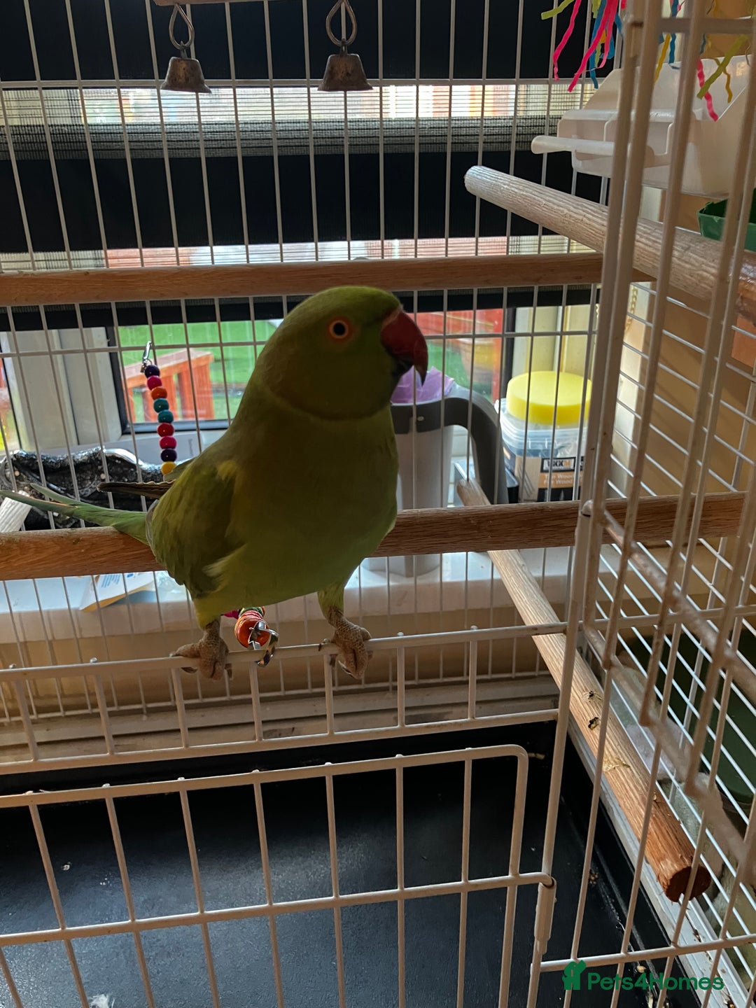 Parakeets birds for sale: parakeet - Advert 3