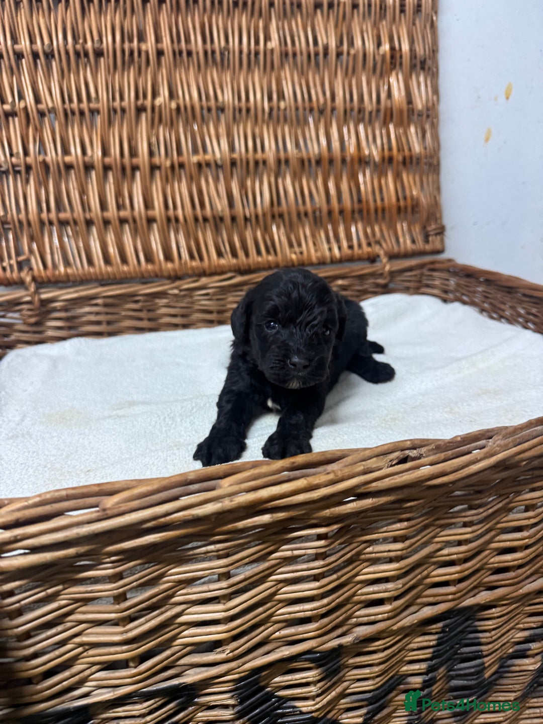 Cockapoo dogs for sale:  DNA health tested fully vaccinated ready to go - Advert 4