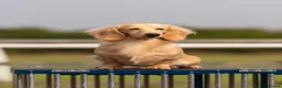 Miniature Dachshund dogs for stud: True english creme stud boy  - Advert 2
