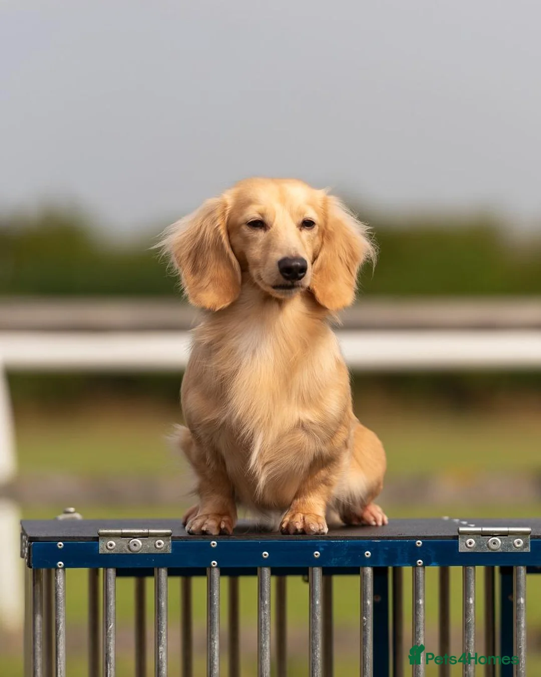 Miniature Dachshund dogs for stud: True english creme stud boy  - Advert 2