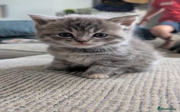 Mixed Breed cats for sale: Beautiful fluffy kittens, mum Persian X mainecoon  - Image 12