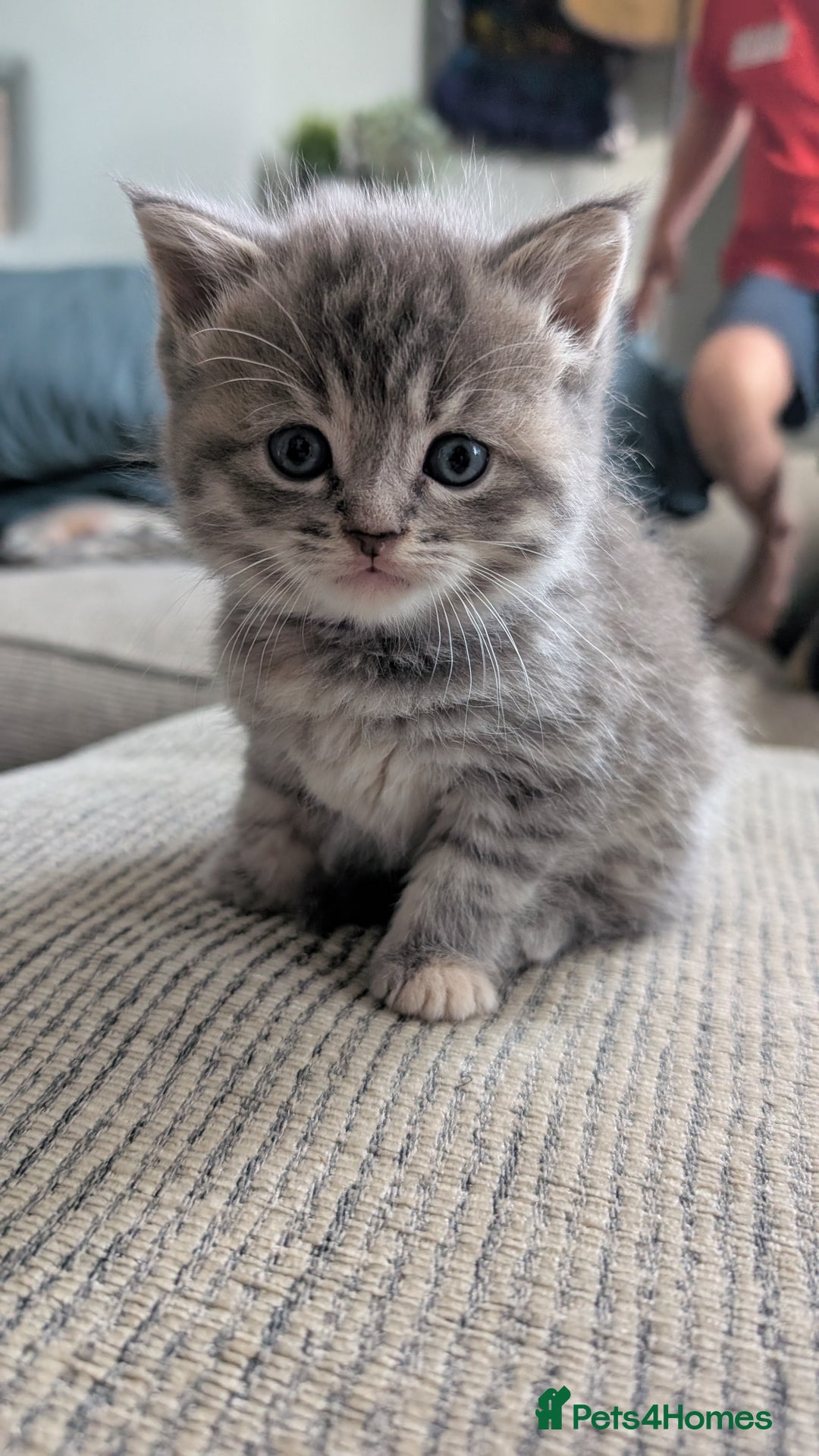 Mixed Breed cats for sale: Beautiful fluffy kittens, mum Persian X mainecoon  - Image 12
