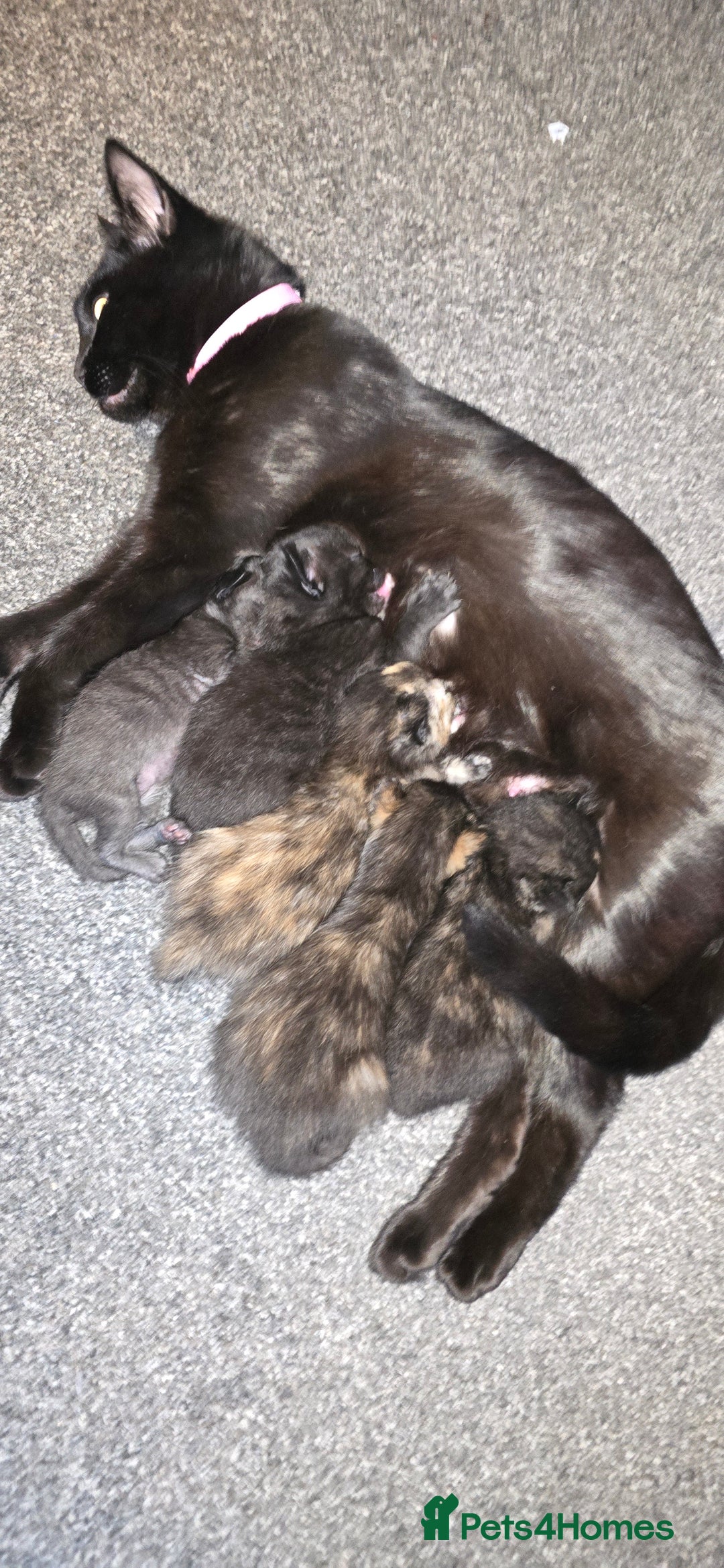 Domestic Shorthair cats for sale: £10. 17 week old cat - Image 4