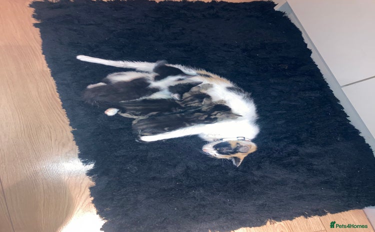 Domestic Shorthair cats - Advert 1