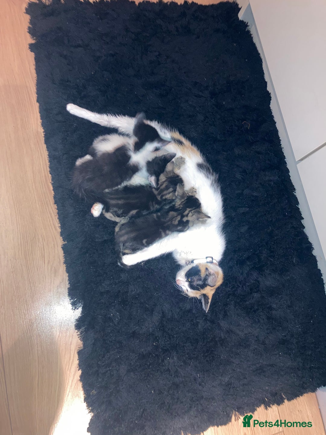 Domestic Shorthair cats for sale: mixed kittens - Image 1