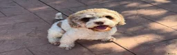 Cavapoo dogs for stud: (PROVEN) F1 Chocolate Parti -Merle Carrier- Stud  - Advert 2