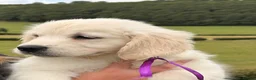 Golden Retriever dogs for sale: Kc registered health tested parents  - Advert 3