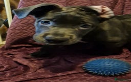Mixed Breed dogs for sale: German shepard **tiff - Image 2