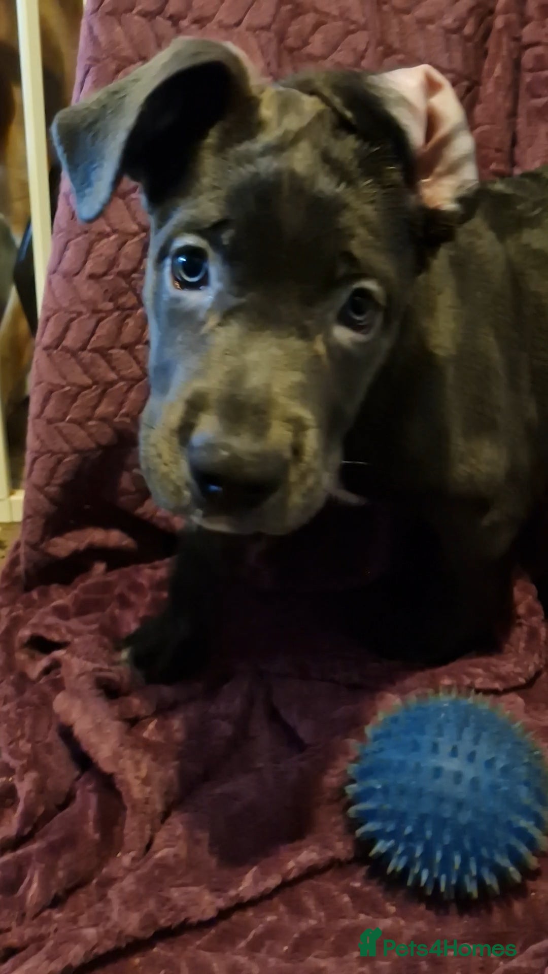 Mixed Breed dogs for sale: German shepard **tiff - Image 2