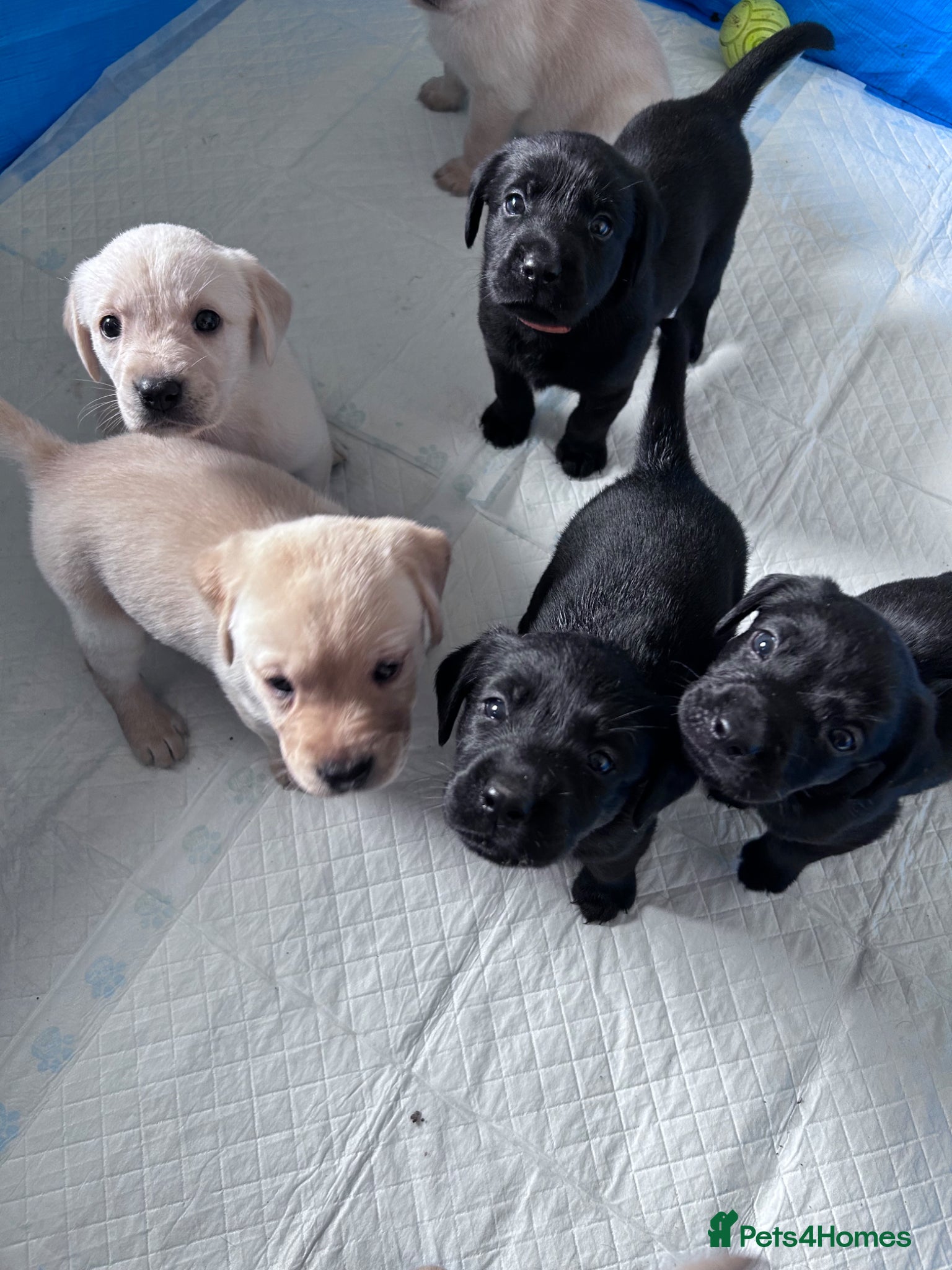 Labrador Retriever dogs for sale: Labrador puppies  - Advert 4