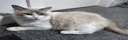Mixed Breed cats for sale: Mixed Siberian-Ragdoll - Advert 18