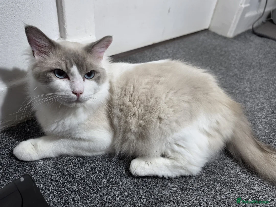 Mixed Breed cats for sale: Mixed Siberian-Ragdoll - Advert 18