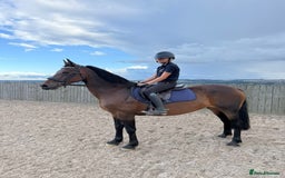 Riding pony horses for sale: SAFE SENSIBLE HAPPY HACKER - Image 5