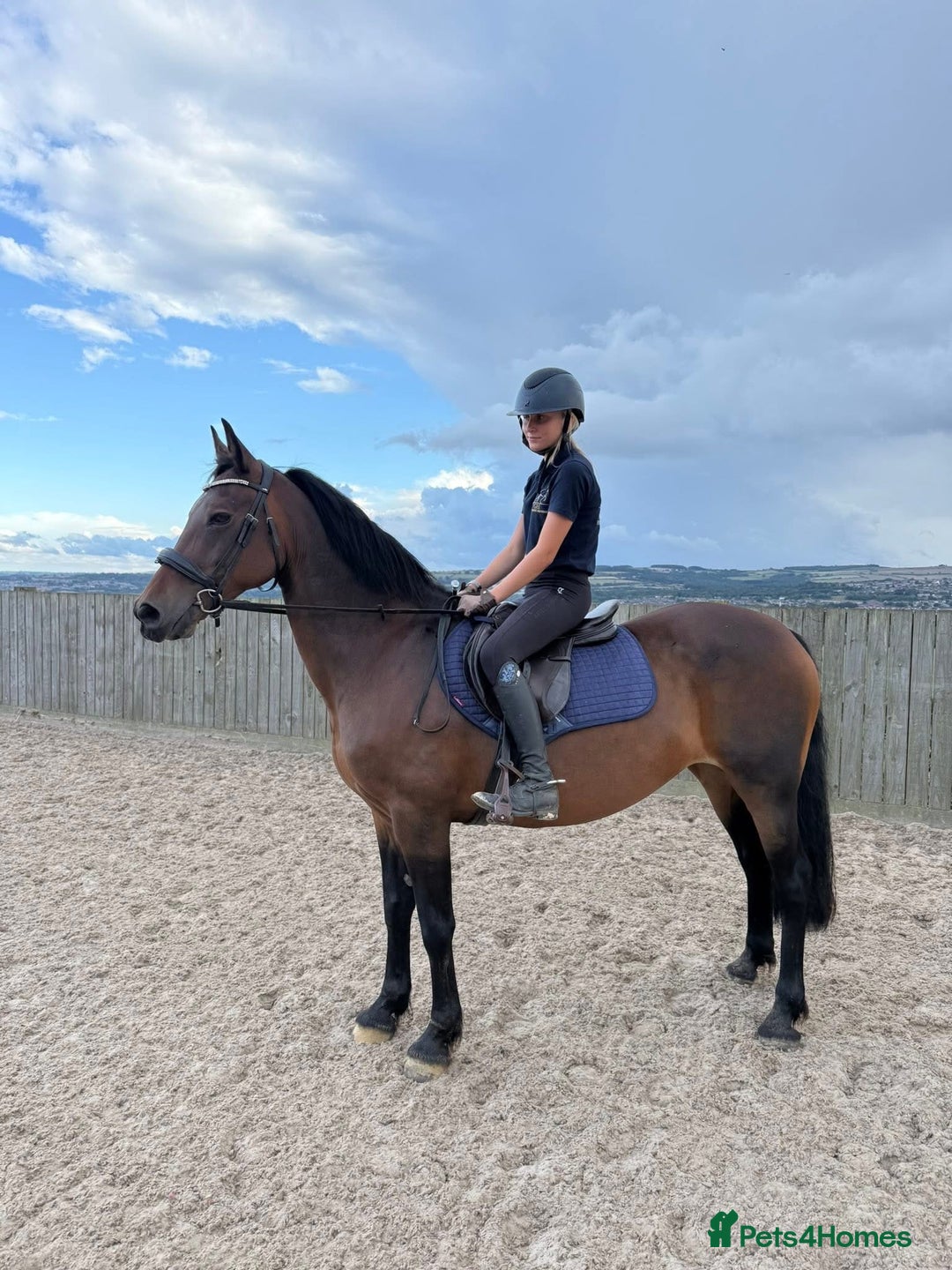 Riding pony horses for sale: SAFE SENSIBLE HAPPY HACKER - Image 5